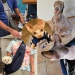 Pet Dog Bags Transport Carry Travel Sling Bag Carrier Bags For Small Dogs Adjustable - Image 6