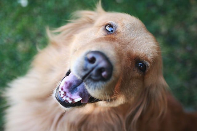 Looking After Your Canine: Tips And Tricks