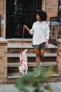 Step-by-step guide to leash training a stubborn pup