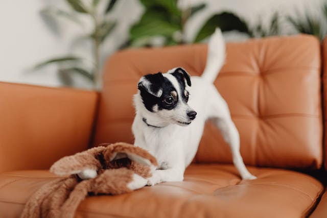 Indoor Games to Mentally Stimulate Your Dog