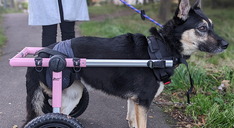 One Rescue’s Mission to Help the Forgotten Animals of War